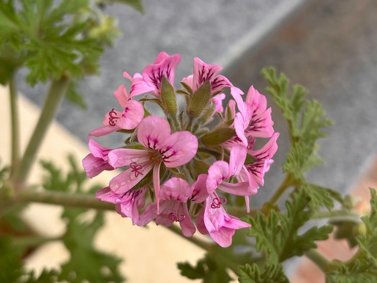 air fresheners harm plants