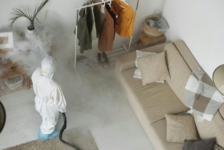 couch bed bug removal tips