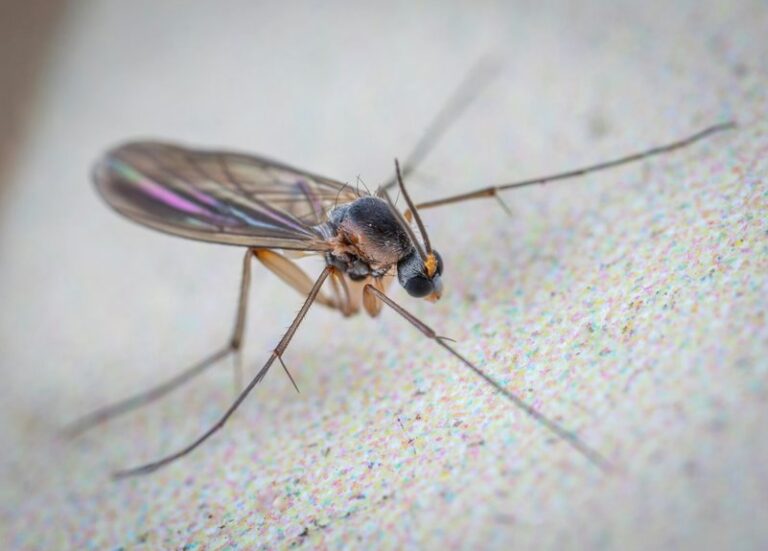 drain gnats control methods
