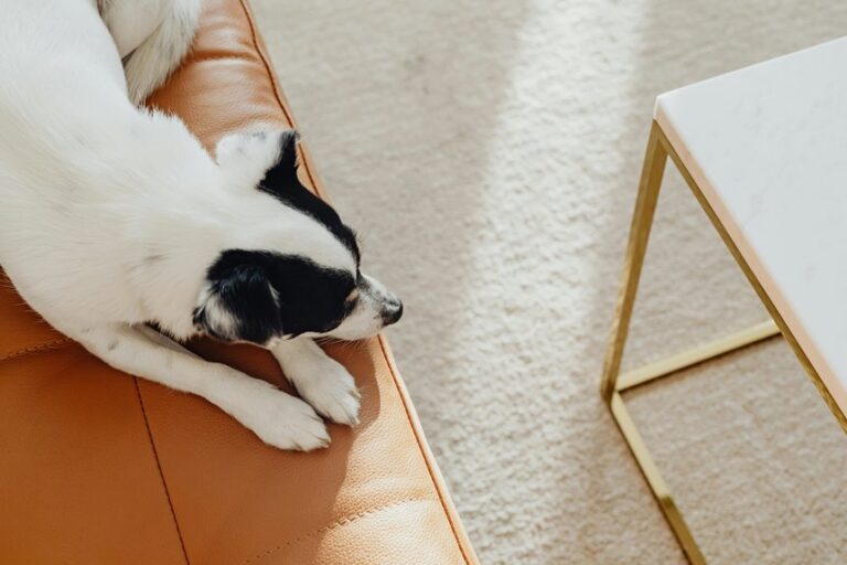 eliminate dog odor from couch