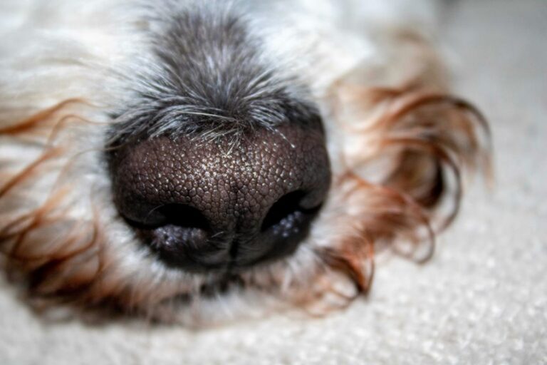 eliminate persistent dog odor