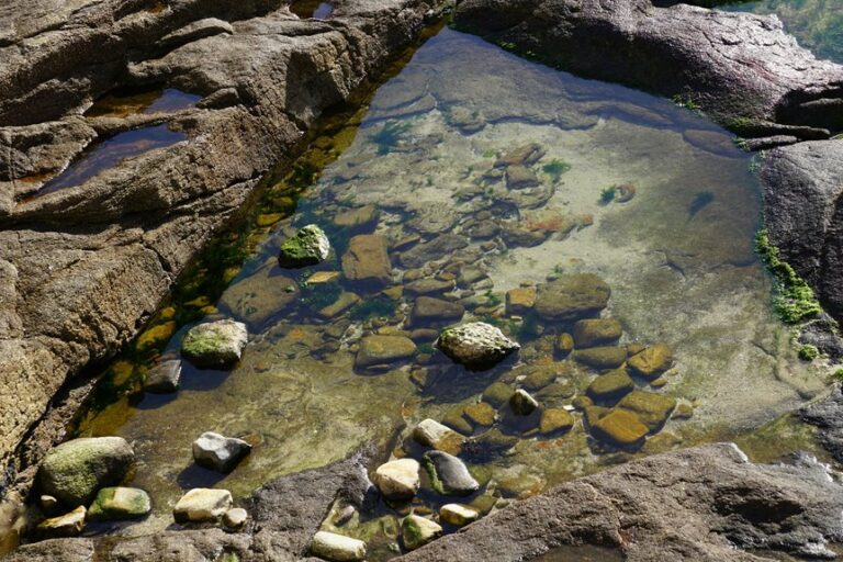 remove algae from pool bottom