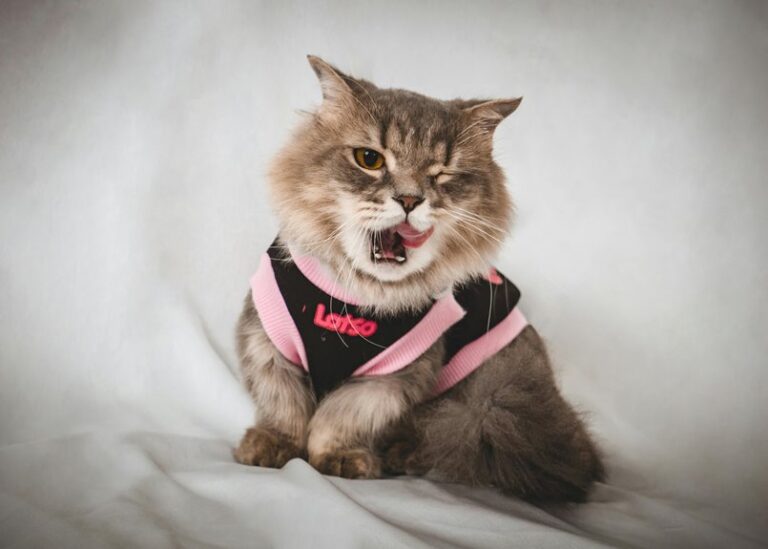 remove cat hair from clothes