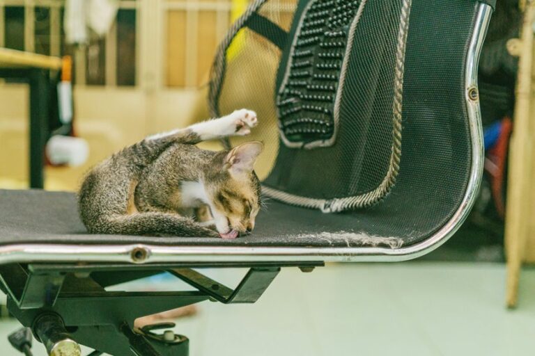remove cat hair from furniture