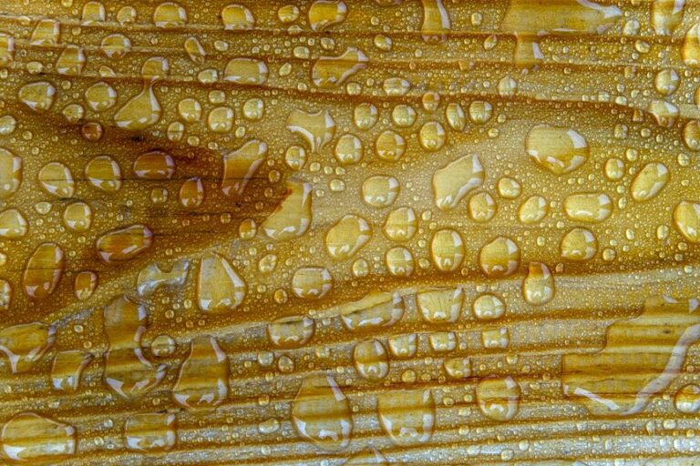 remove cat urine from wood