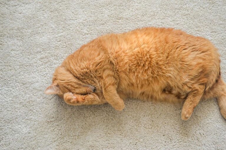 remove cat urine odor