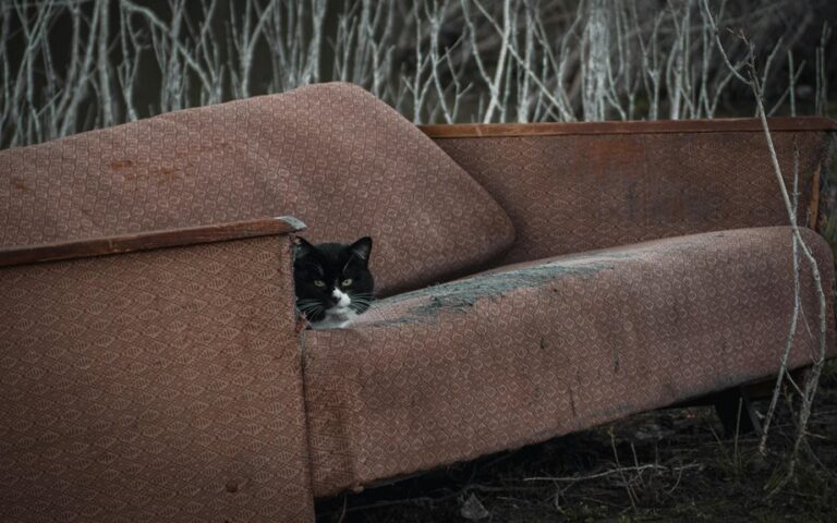 remove cat urine odor from couch