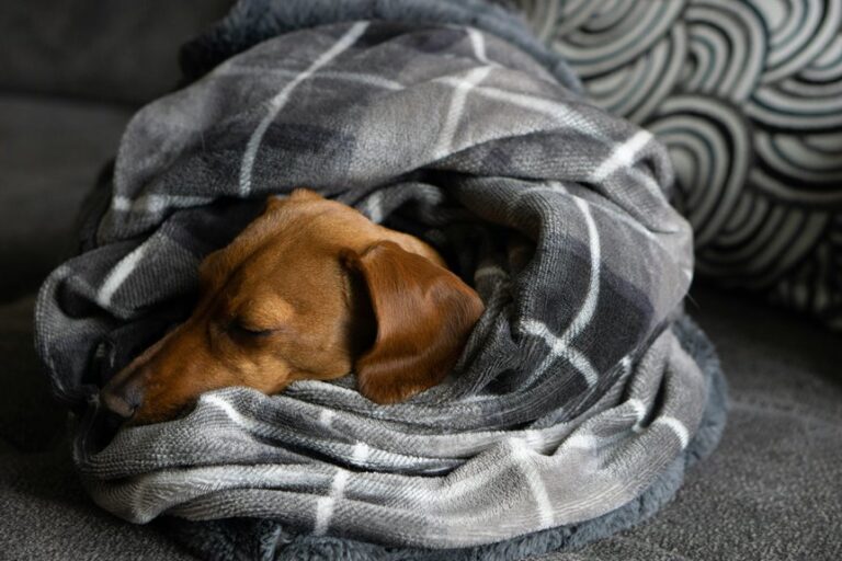 remove dog hair from blankets