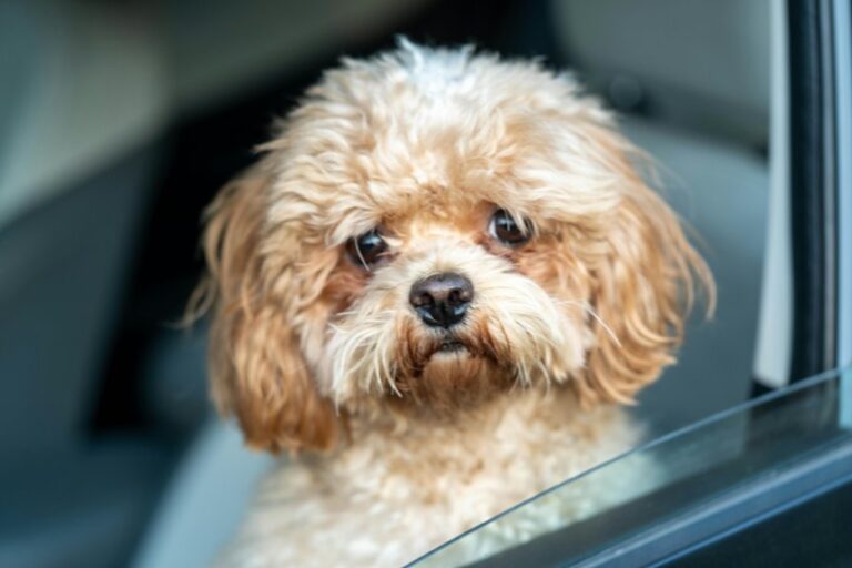remove dog hair from car
