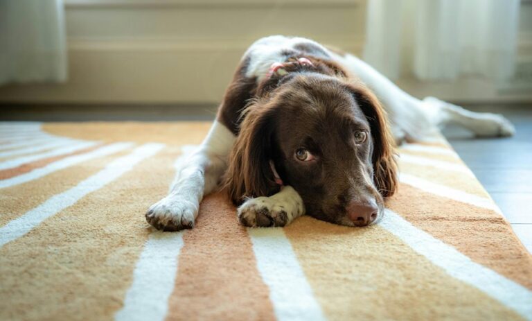 remove dog urine odor from carpet