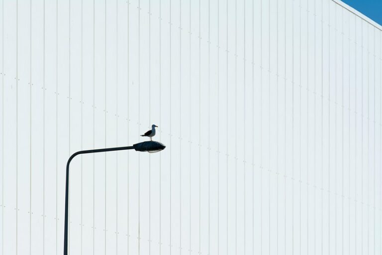 remove dried bird droppings gently