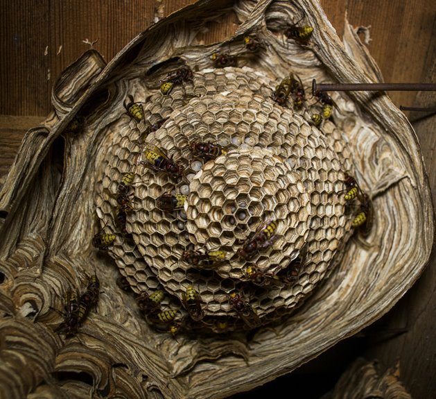 remove wasps under deck