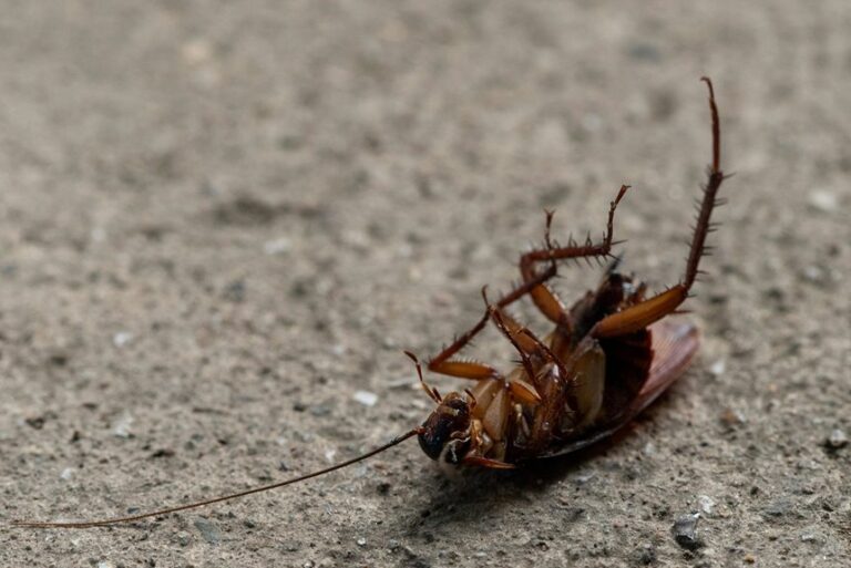 vinegar roach control effects